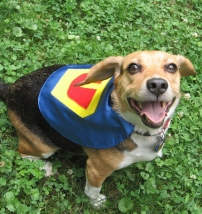 Pet Capes