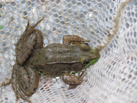 frogs,babypop